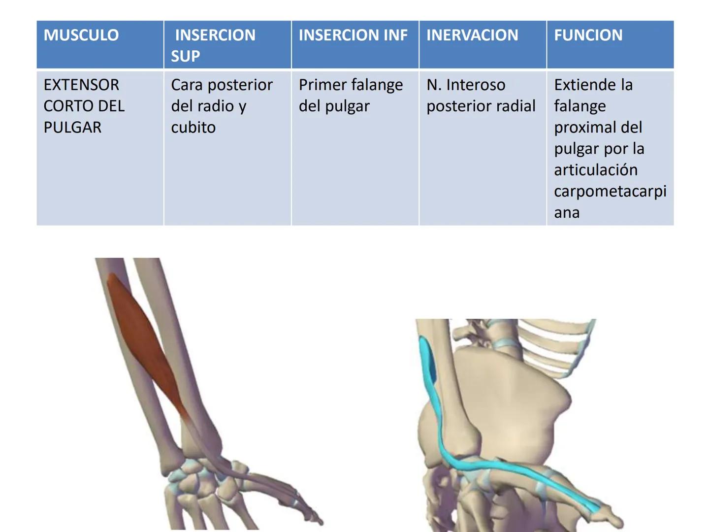 # MUSCULOS DE LA CARA MUSCULO OCCIPITO-FRONTAL
Función: movimiento del
cuero cabelludo.
Junto con el músculo
temporo-occipital se
denomina m
