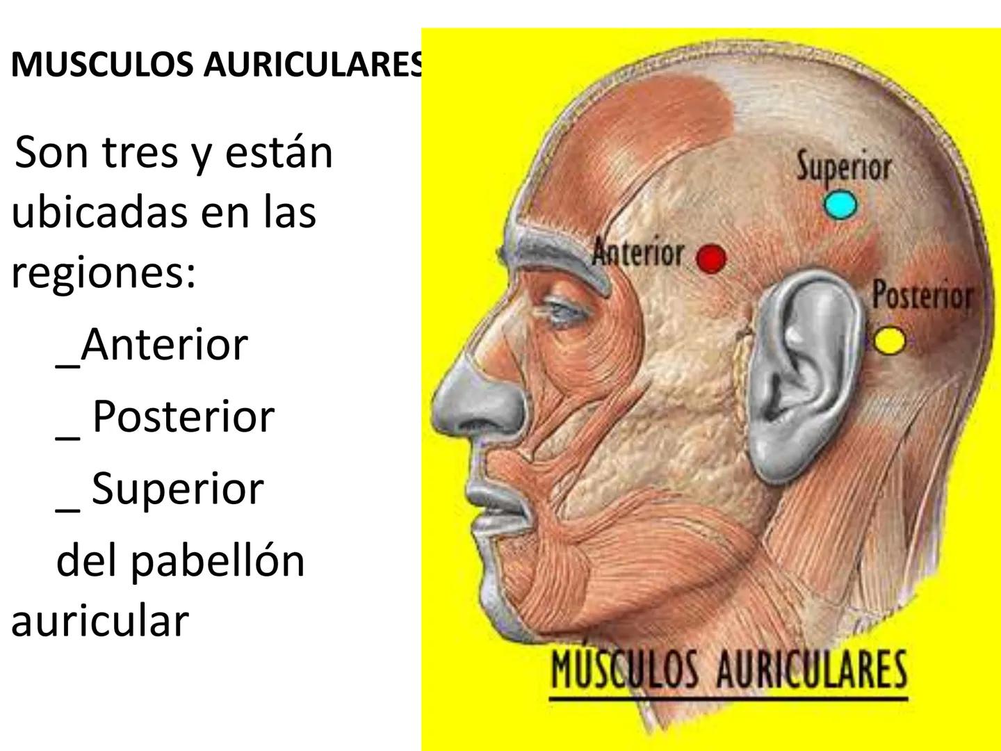 # MUSCULOS DE LA CARA MUSCULO OCCIPITO-FRONTAL
Función: movimiento del
cuero cabelludo.
Junto con el músculo
temporo-occipital se
denomina m