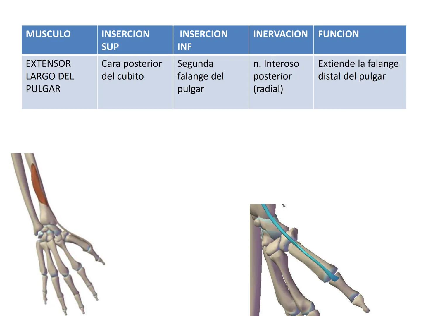 # MUSCULOS DE LA CARA MUSCULO OCCIPITO-FRONTAL
Función: movimiento del
cuero cabelludo.
Junto con el músculo
temporo-occipital se
denomina m