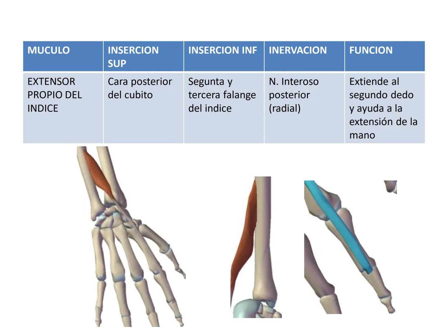 # MUSCULOS DE LA CARA MUSCULO OCCIPITO-FRONTAL
Función: movimiento del
cuero cabelludo.
Junto con el músculo
temporo-occipital se
denomina m