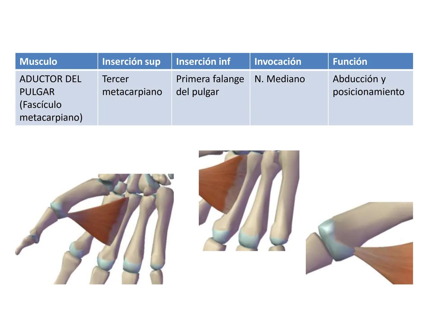 # MUSCULOS DE LA CARA MUSCULO OCCIPITO-FRONTAL
Función: movimiento del
cuero cabelludo.
Junto con el músculo
temporo-occipital se
denomina m