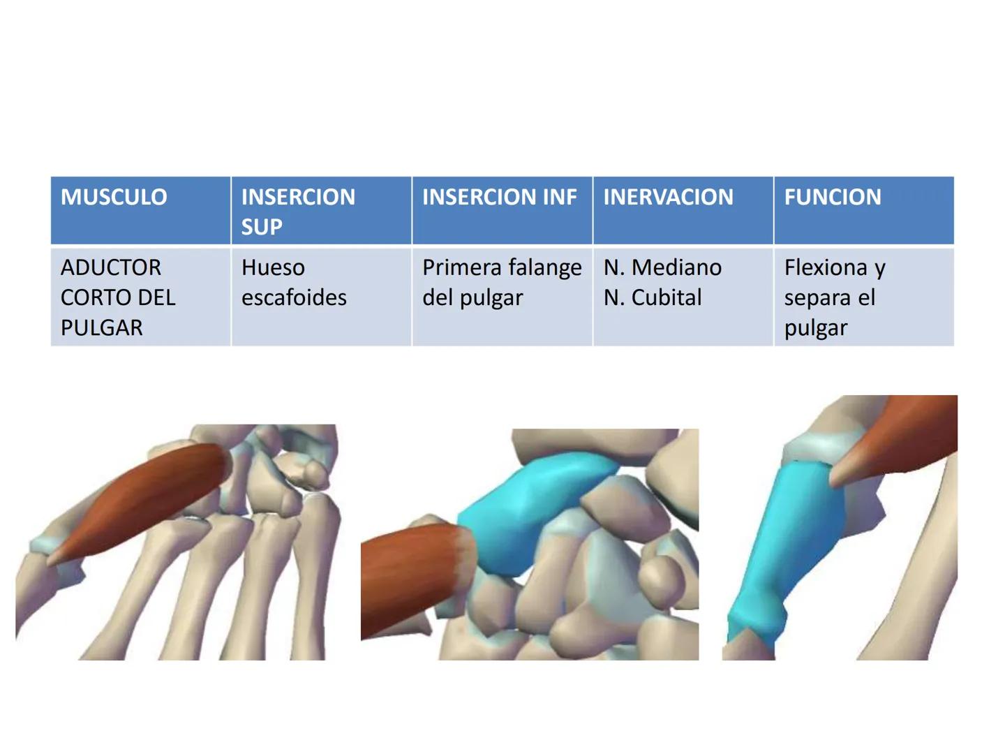 # MUSCULOS DE LA CARA MUSCULO OCCIPITO-FRONTAL
Función: movimiento del
cuero cabelludo.
Junto con el músculo
temporo-occipital se
denomina m