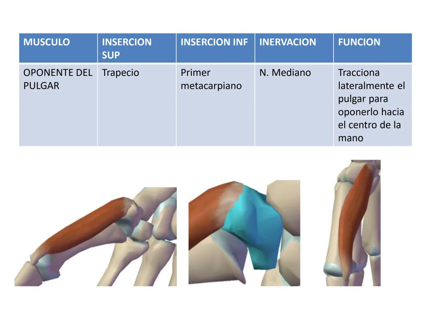 # MUSCULOS DE LA CARA MUSCULO OCCIPITO-FRONTAL
Función: movimiento del
cuero cabelludo.
Junto con el músculo
temporo-occipital se
denomina m