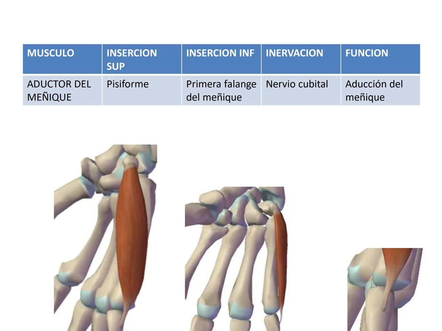 # MUSCULOS DE LA CARA MUSCULO OCCIPITO-FRONTAL
Función: movimiento del
cuero cabelludo.
Junto con el músculo
temporo-occipital se
denomina m