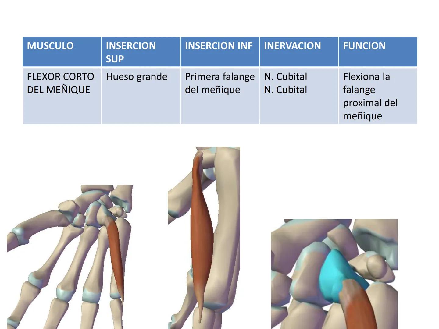 # MUSCULOS DE LA CARA MUSCULO OCCIPITO-FRONTAL
Función: movimiento del
cuero cabelludo.
Junto con el músculo
temporo-occipital se
denomina m