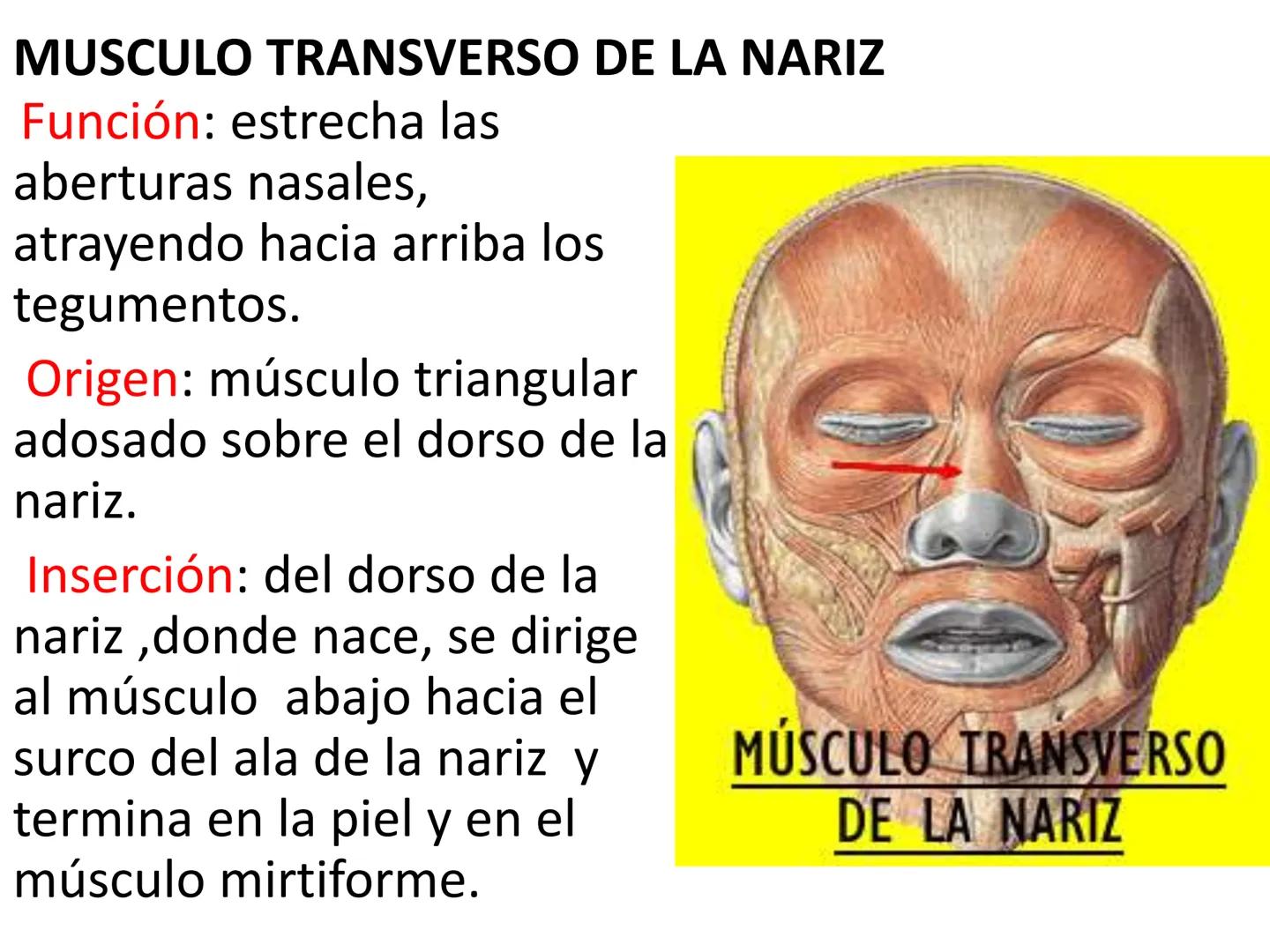 # MUSCULOS DE LA CARA MUSCULO OCCIPITO-FRONTAL
Función: movimiento del
cuero cabelludo.
Junto con el músculo
temporo-occipital se
denomina m