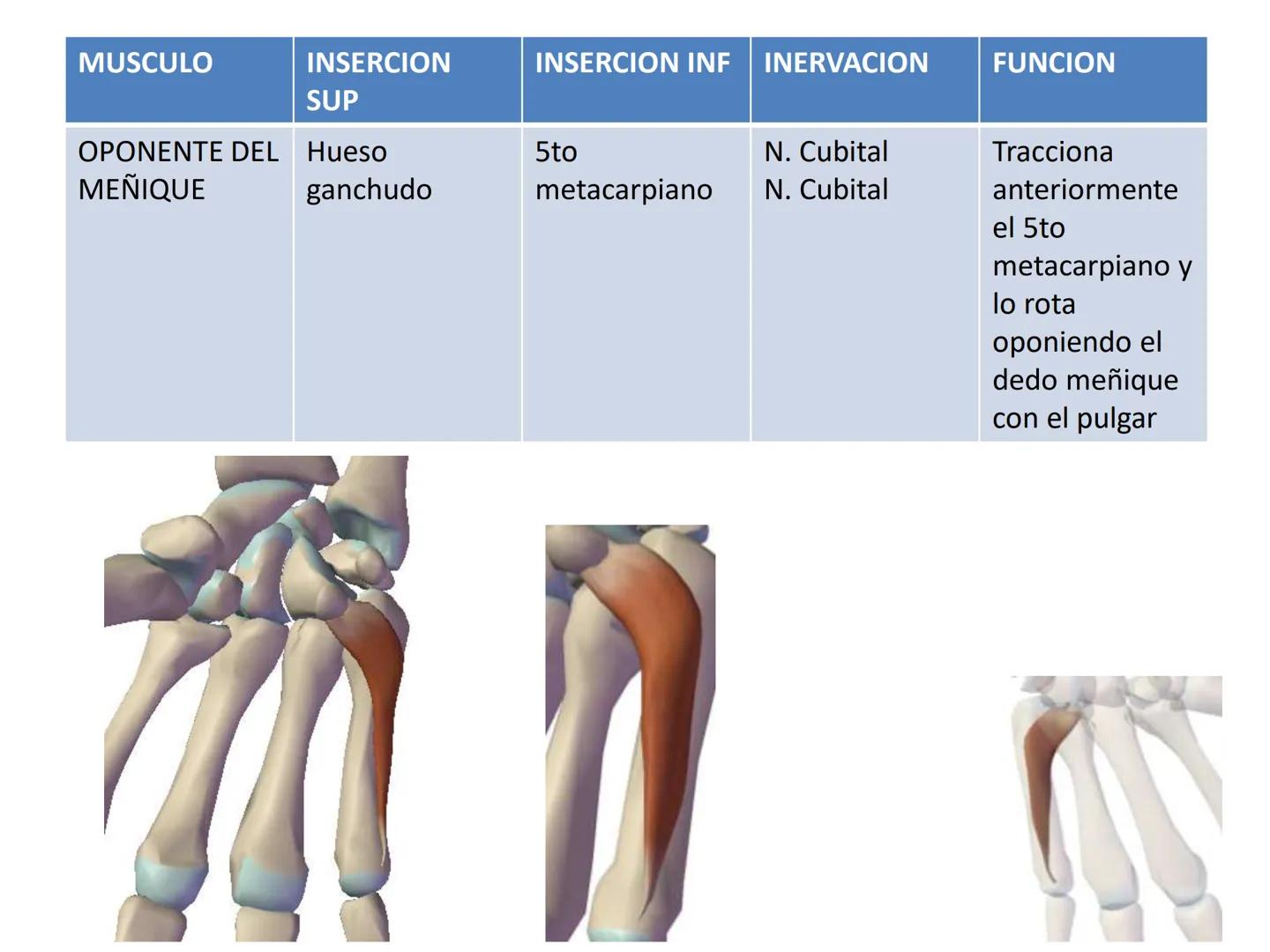 # MUSCULOS DE LA CARA MUSCULO OCCIPITO-FRONTAL
Función: movimiento del
cuero cabelludo.
Junto con el músculo
temporo-occipital se
denomina m