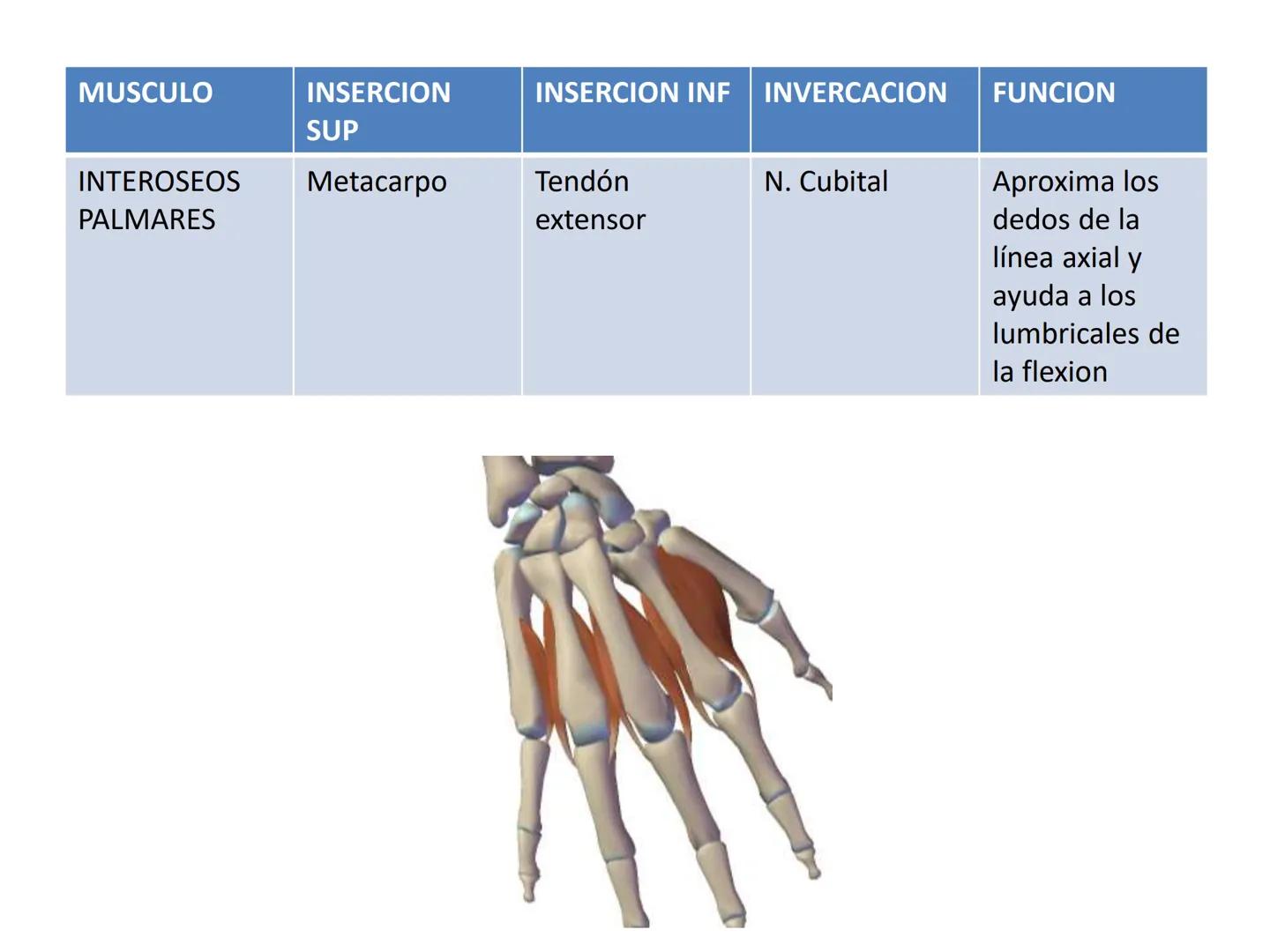 # MUSCULOS DE LA CARA MUSCULO OCCIPITO-FRONTAL
Función: movimiento del
cuero cabelludo.
Junto con el músculo
temporo-occipital se
denomina m