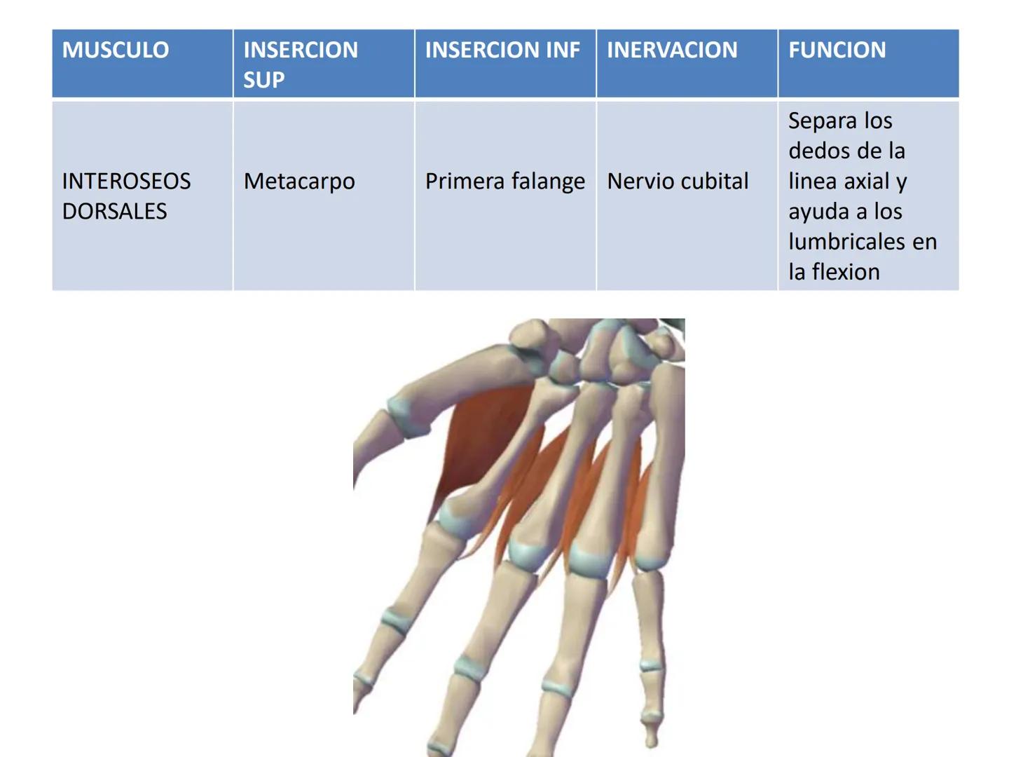 # MUSCULOS DE LA CARA MUSCULO OCCIPITO-FRONTAL
Función: movimiento del
cuero cabelludo.
Junto con el músculo
temporo-occipital se
denomina m