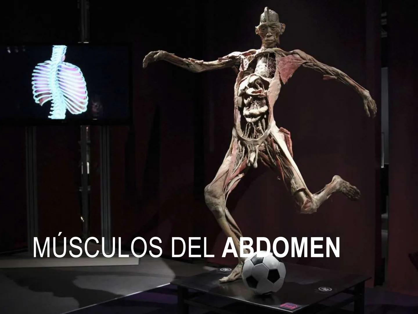 # MUSCULOS DE LA CARA MUSCULO OCCIPITO-FRONTAL
Función: movimiento del
cuero cabelludo.
Junto con el músculo
temporo-occipital se
denomina m
