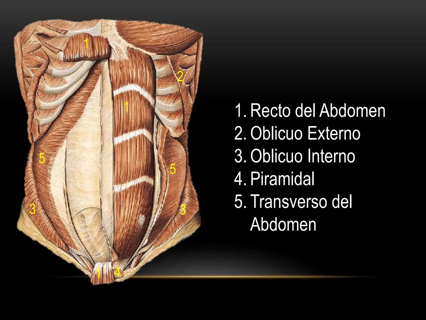 # MUSCULOS DE LA CARA MUSCULO OCCIPITO-FRONTAL
Función: movimiento del
cuero cabelludo.
Junto con el músculo
temporo-occipital se
denomina m