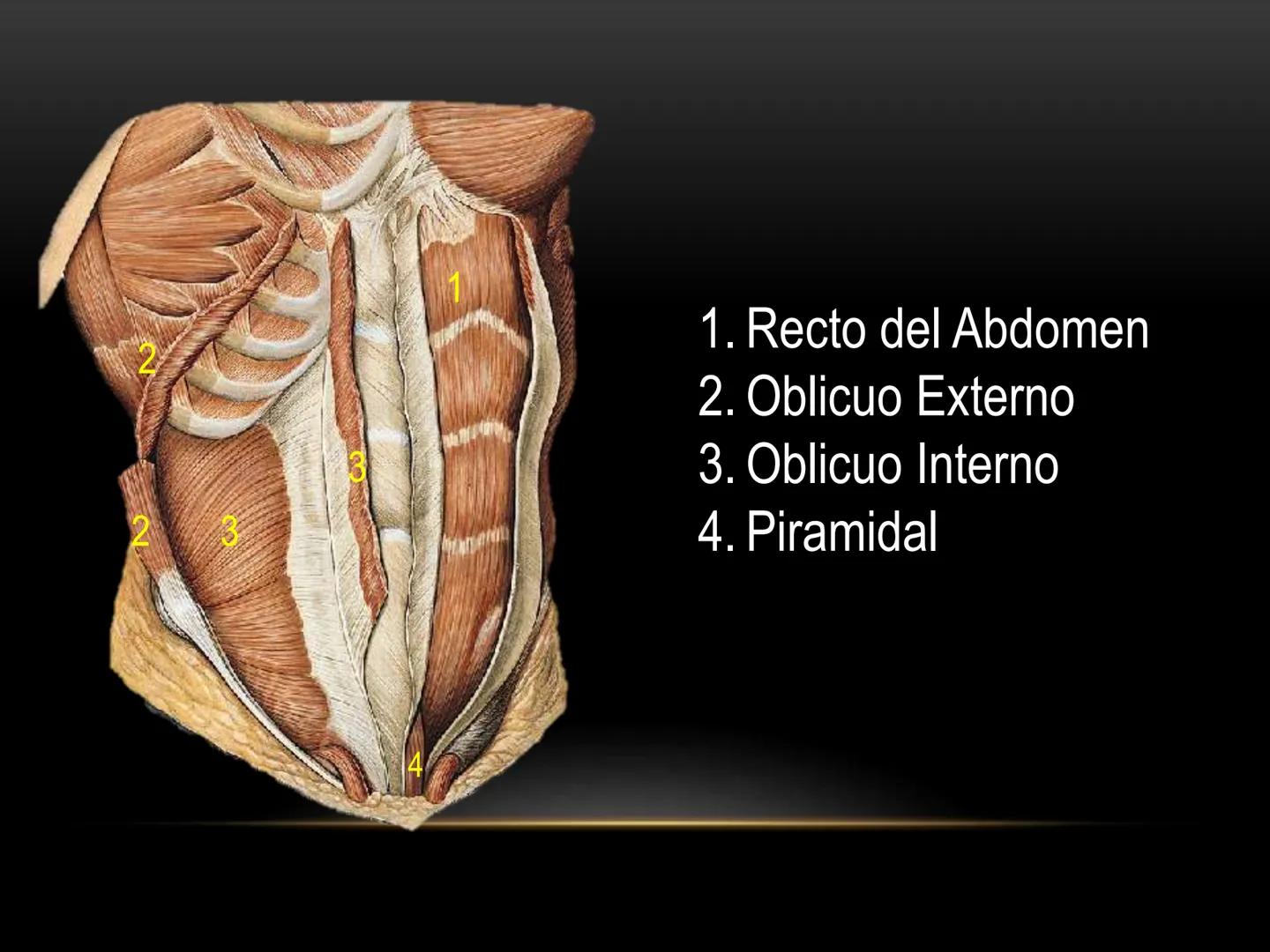 # MUSCULOS DE LA CARA MUSCULO OCCIPITO-FRONTAL
Función: movimiento del
cuero cabelludo.
Junto con el músculo
temporo-occipital se
denomina m