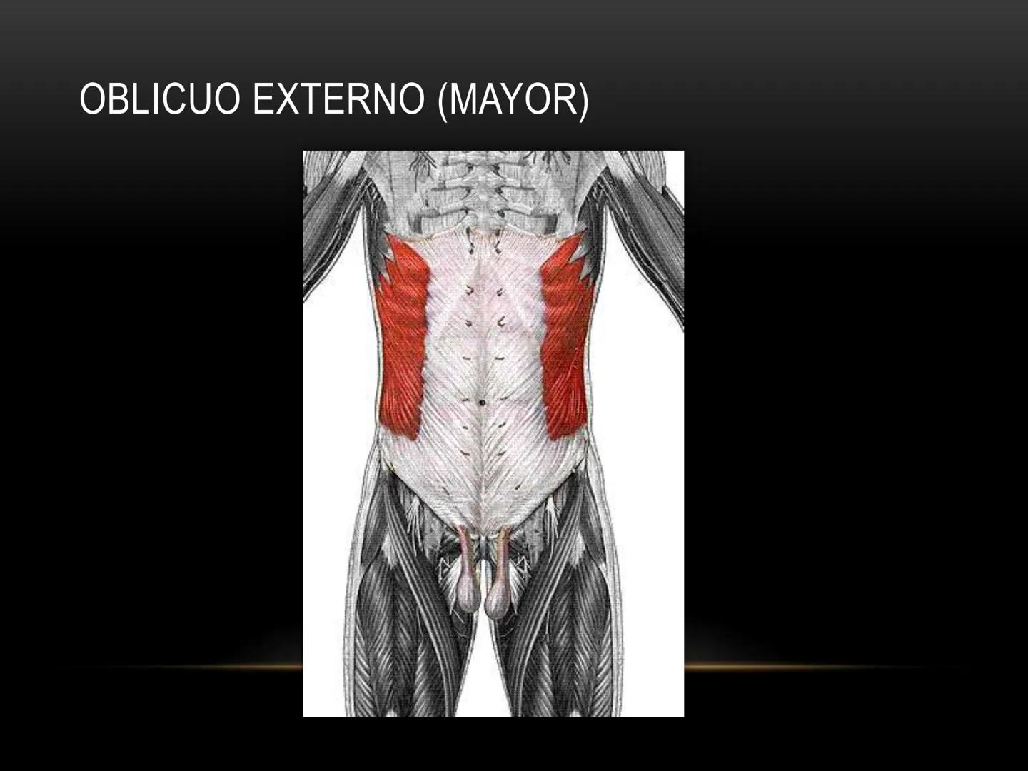 # MUSCULOS DE LA CARA MUSCULO OCCIPITO-FRONTAL
Función: movimiento del
cuero cabelludo.
Junto con el músculo
temporo-occipital se
denomina m