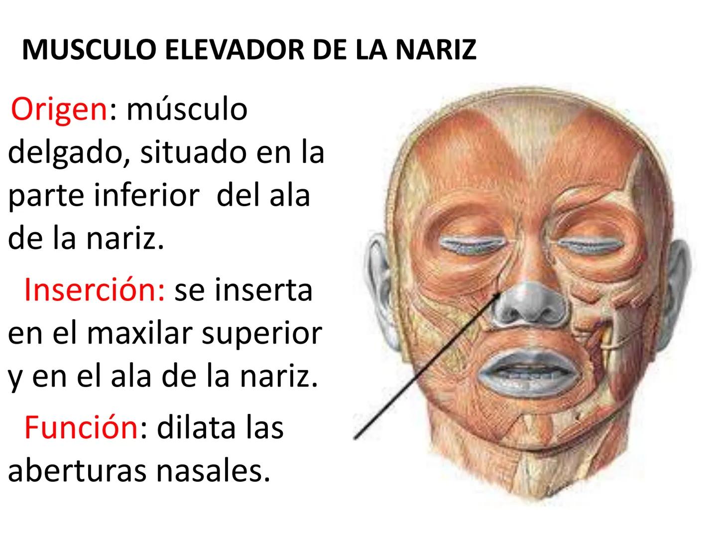 # MUSCULOS DE LA CARA MUSCULO OCCIPITO-FRONTAL
Función: movimiento del
cuero cabelludo.
Junto con el músculo
temporo-occipital se
denomina m