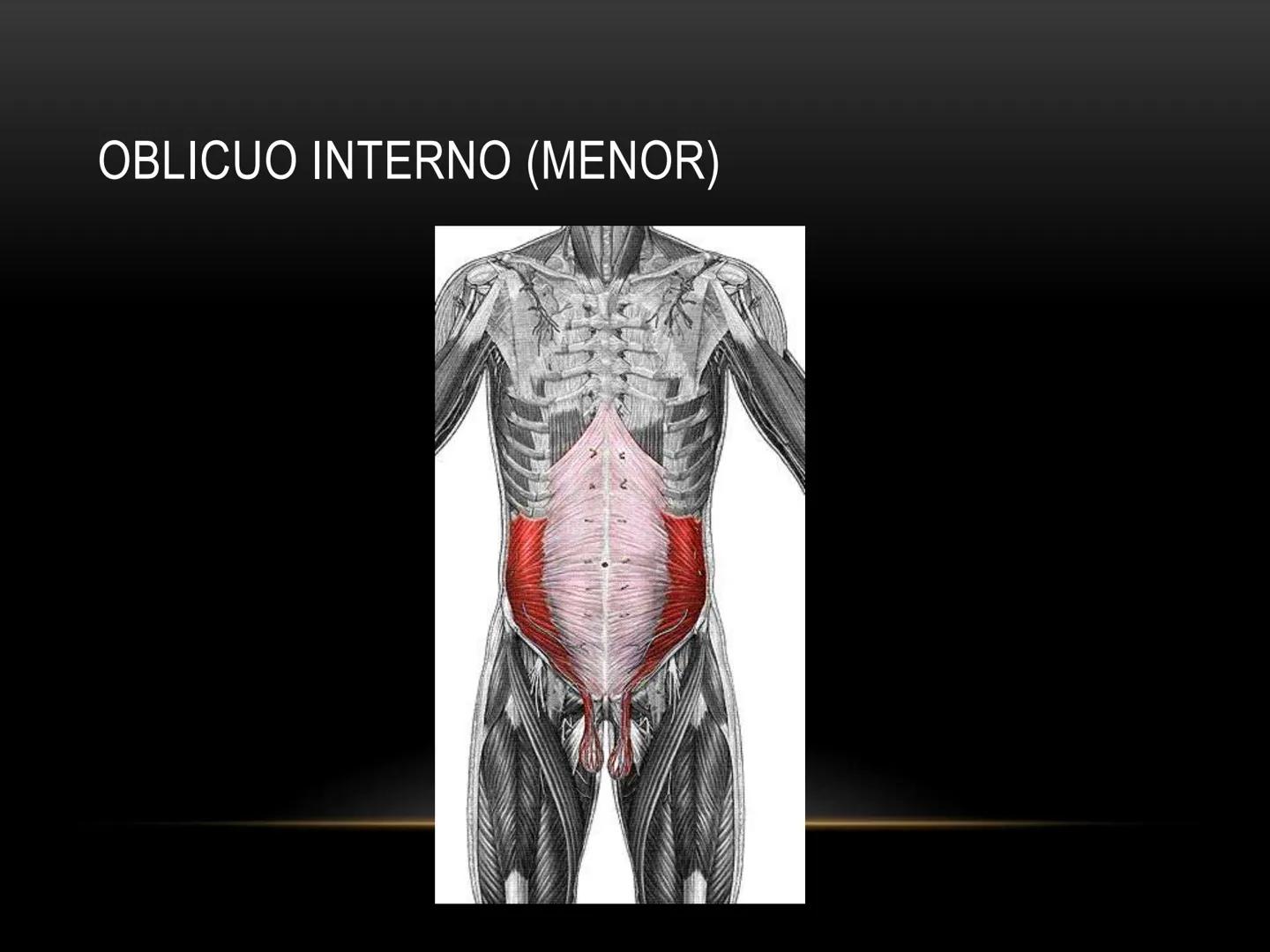 # MUSCULOS DE LA CARA MUSCULO OCCIPITO-FRONTAL
Función: movimiento del
cuero cabelludo.
Junto con el músculo
temporo-occipital se
denomina m