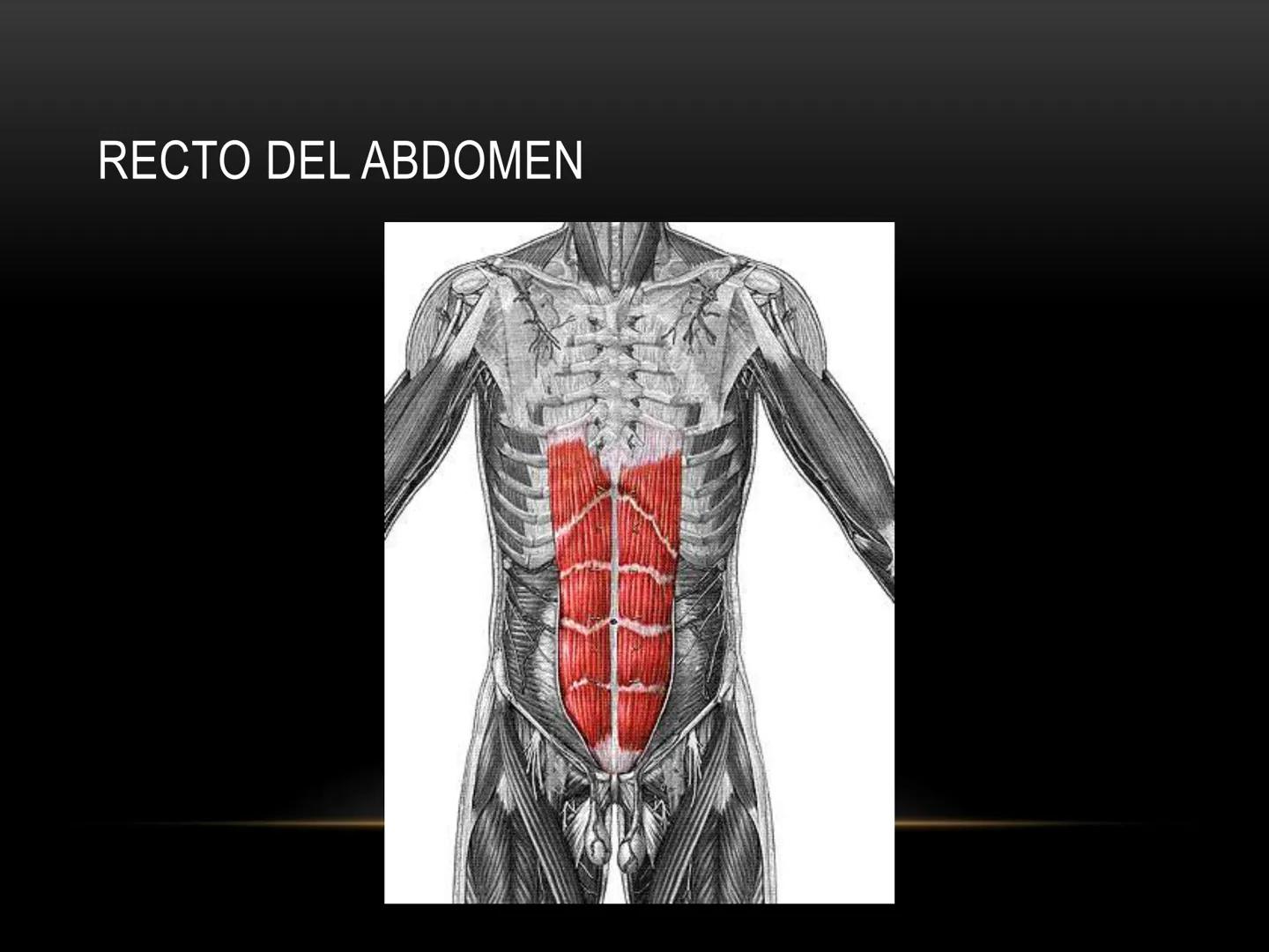 # MUSCULOS DE LA CARA MUSCULO OCCIPITO-FRONTAL
Función: movimiento del
cuero cabelludo.
Junto con el músculo
temporo-occipital se
denomina m