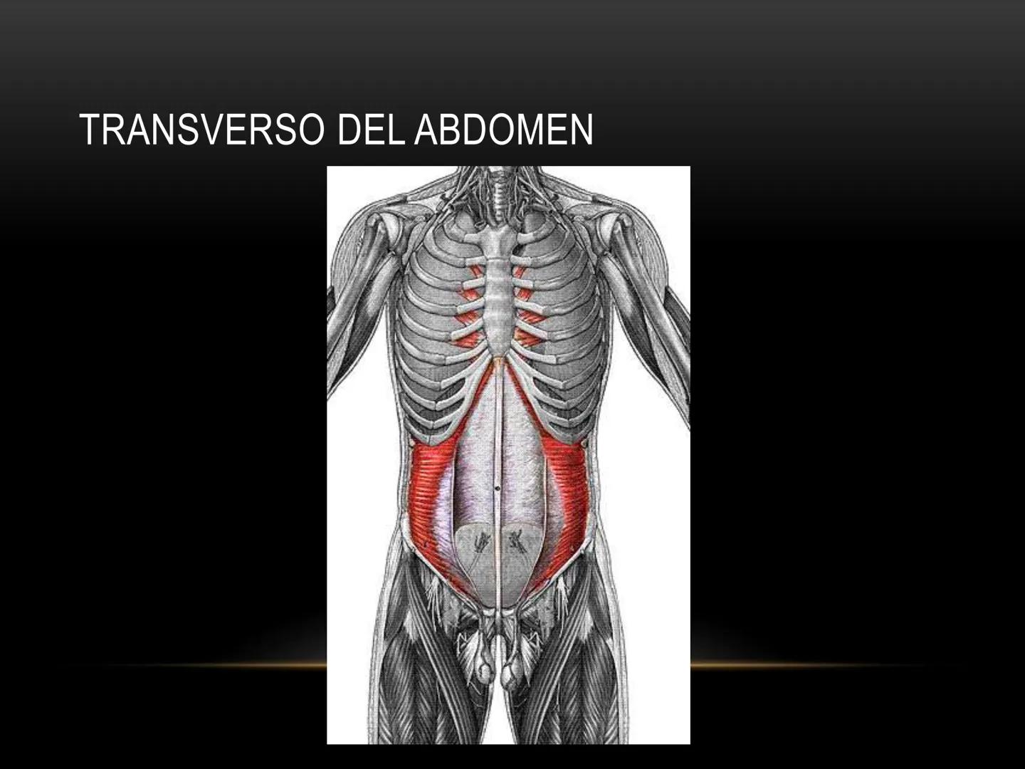 # MUSCULOS DE LA CARA MUSCULO OCCIPITO-FRONTAL
Función: movimiento del
cuero cabelludo.
Junto con el músculo
temporo-occipital se
denomina m