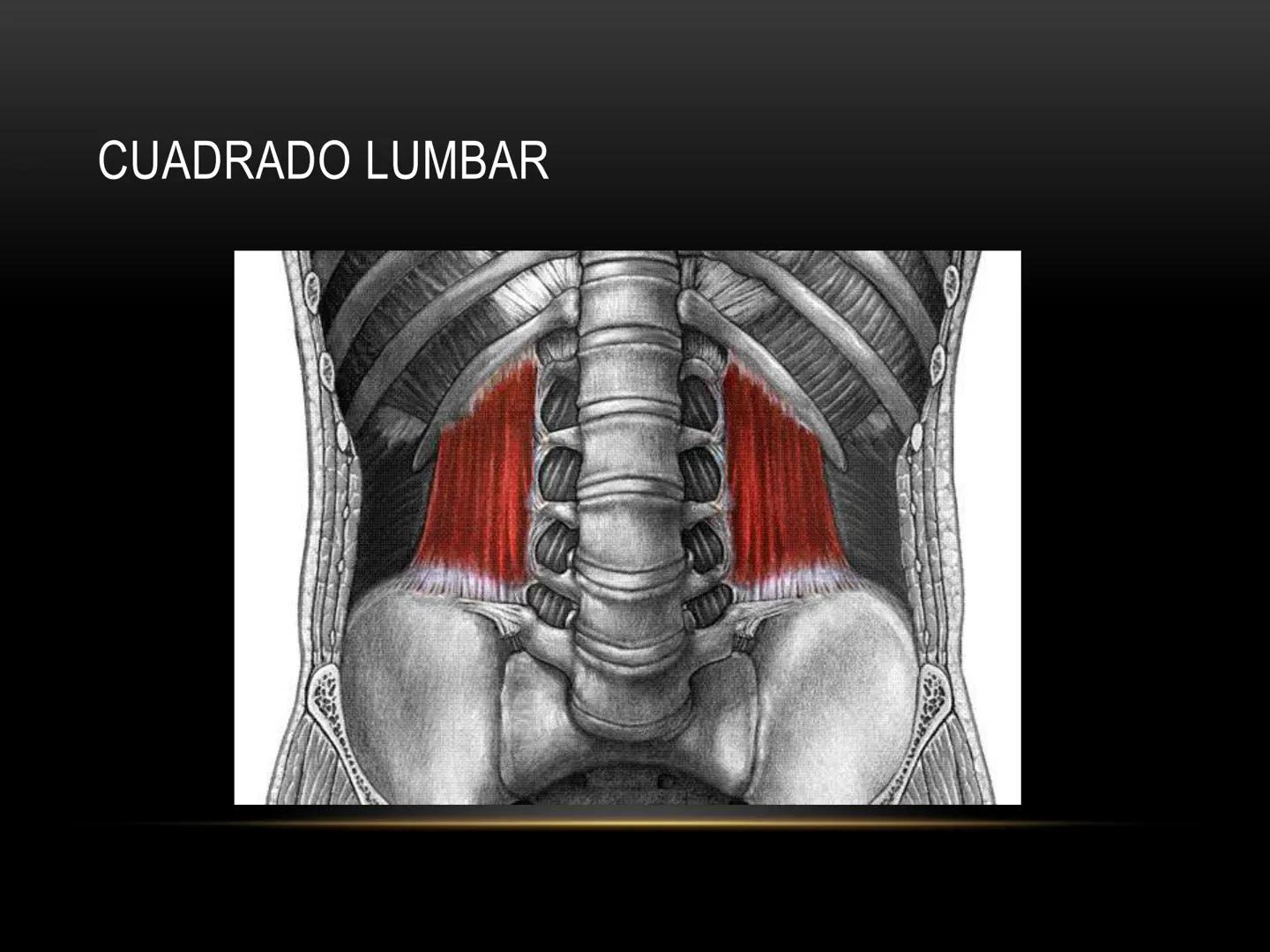 # MUSCULOS DE LA CARA MUSCULO OCCIPITO-FRONTAL
Función: movimiento del
cuero cabelludo.
Junto con el músculo
temporo-occipital se
denomina m