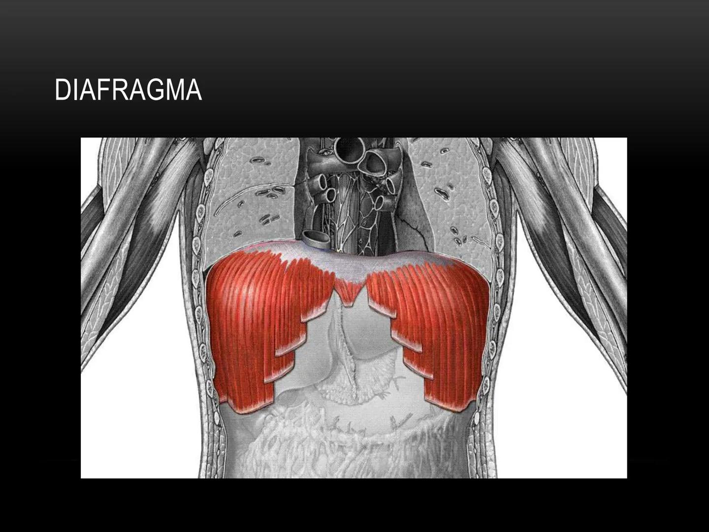 # MUSCULOS DE LA CARA MUSCULO OCCIPITO-FRONTAL
Función: movimiento del
cuero cabelludo.
Junto con el músculo
temporo-occipital se
denomina m