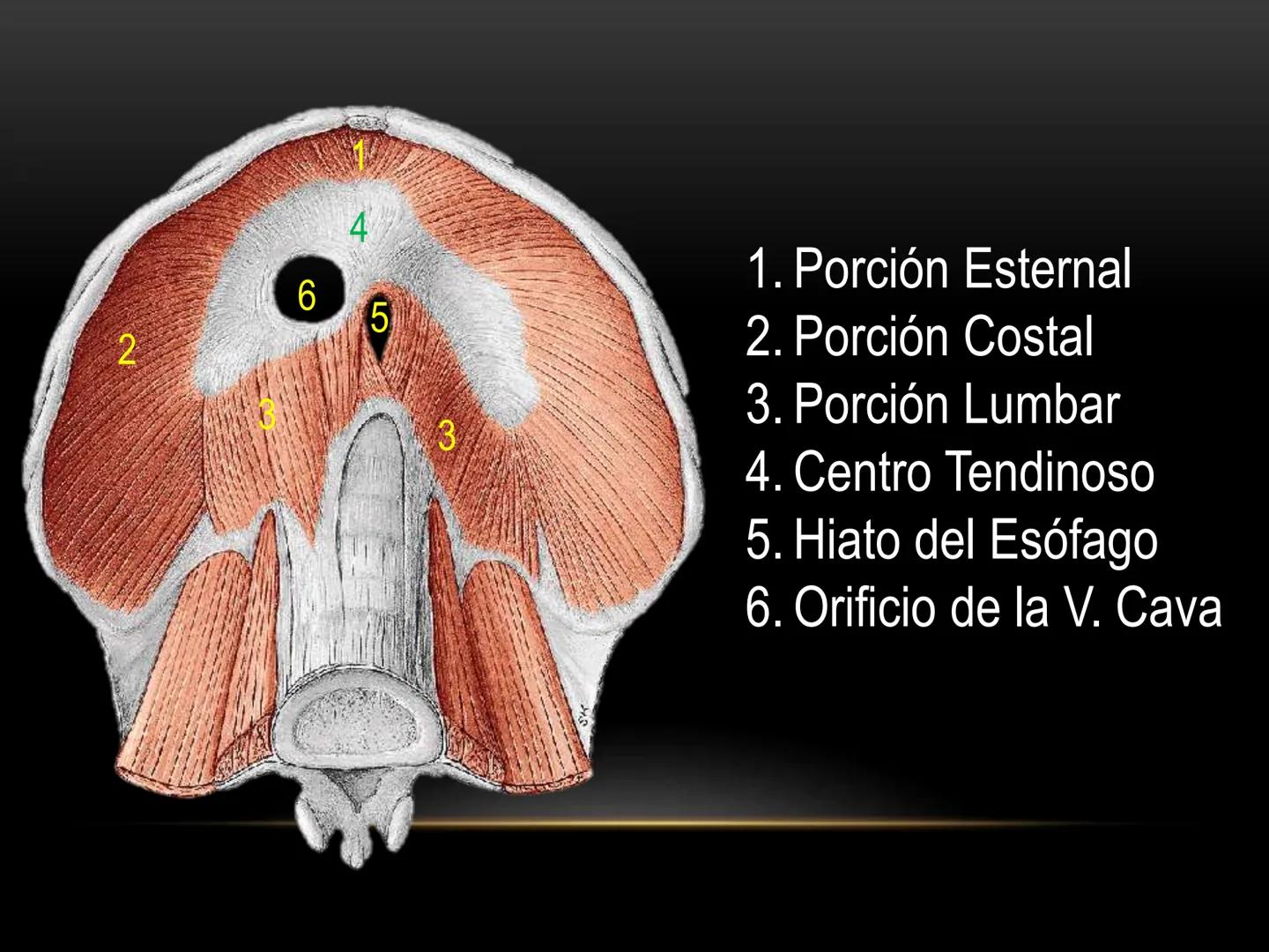 # MUSCULOS DE LA CARA MUSCULO OCCIPITO-FRONTAL
Función: movimiento del
cuero cabelludo.
Junto con el músculo
temporo-occipital se
denomina m