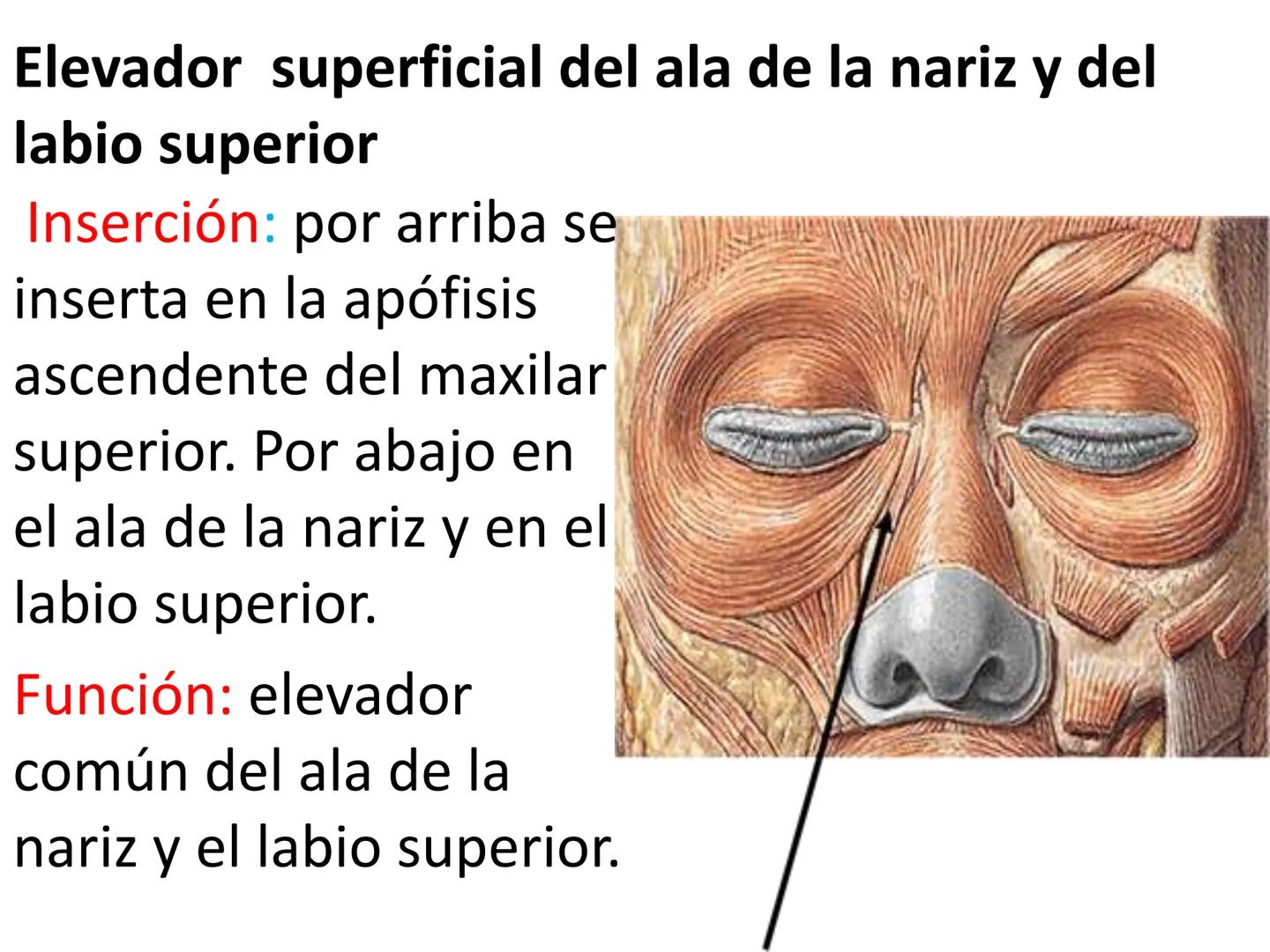 # MUSCULOS DE LA CARA MUSCULO OCCIPITO-FRONTAL
Función: movimiento del
cuero cabelludo.
Junto con el músculo
temporo-occipital se
denomina m