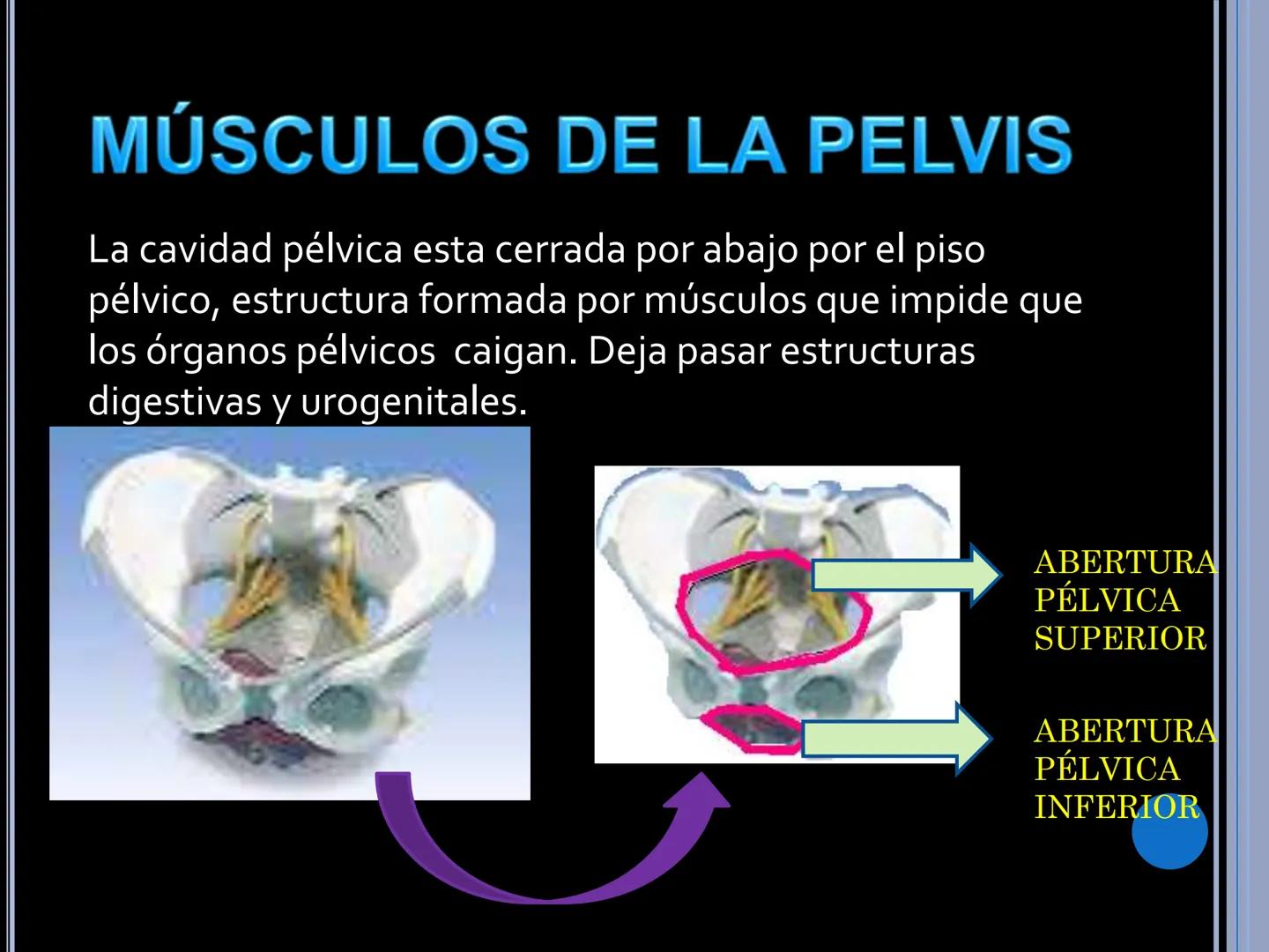 # MUSCULOS DE LA CARA MUSCULO OCCIPITO-FRONTAL
Función: movimiento del
cuero cabelludo.
Junto con el músculo
temporo-occipital se
denomina m