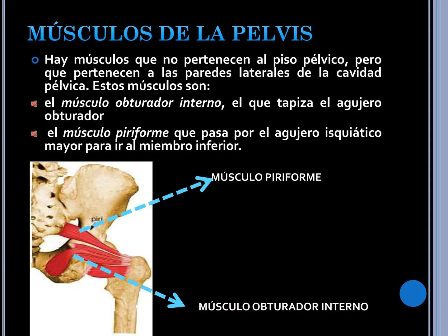 # MUSCULOS DE LA CARA MUSCULO OCCIPITO-FRONTAL
Función: movimiento del
cuero cabelludo.
Junto con el músculo
temporo-occipital se
denomina m
