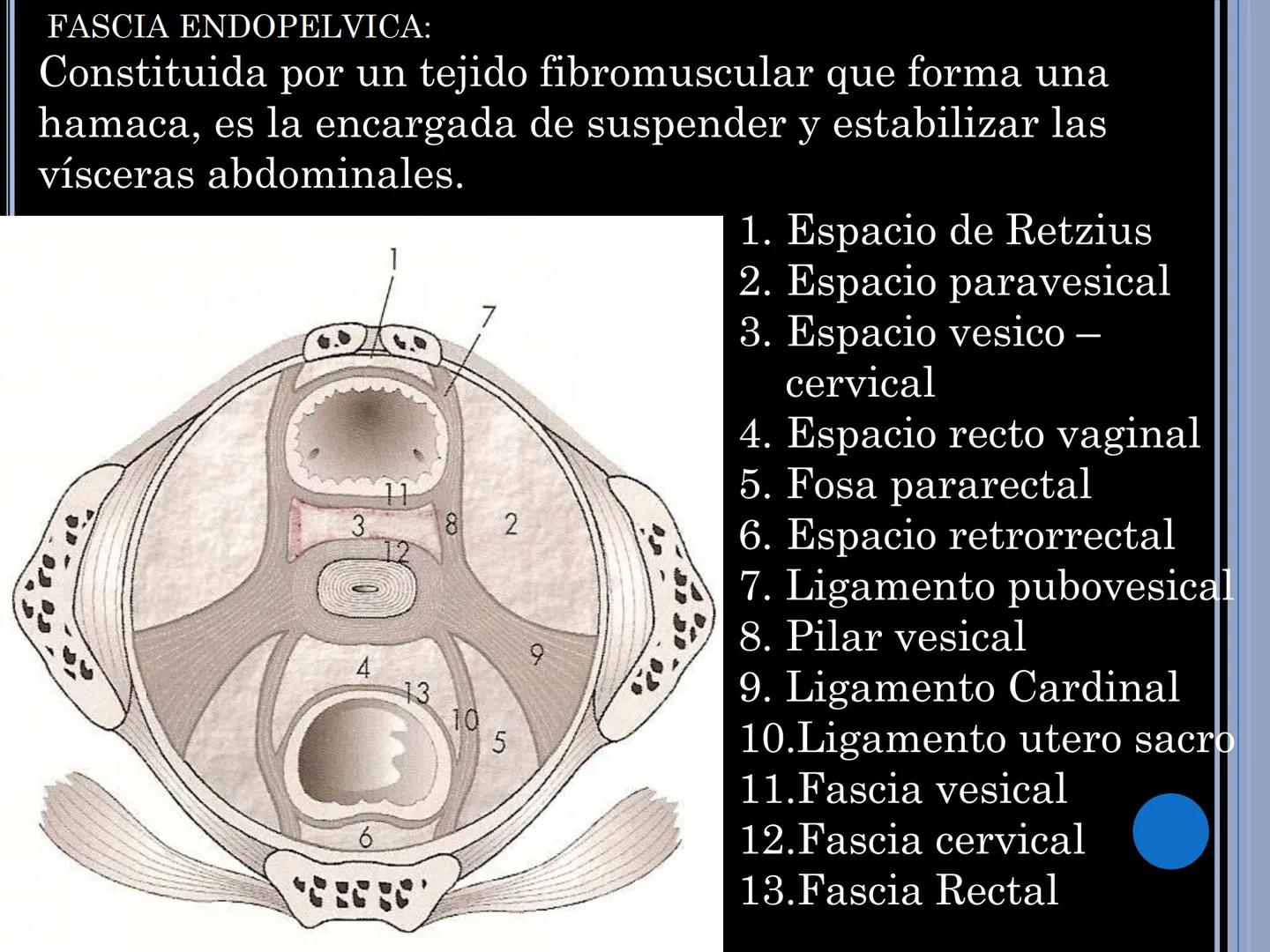# MUSCULOS DE LA CARA MUSCULO OCCIPITO-FRONTAL
Función: movimiento del
cuero cabelludo.
Junto con el músculo
temporo-occipital se
denomina m