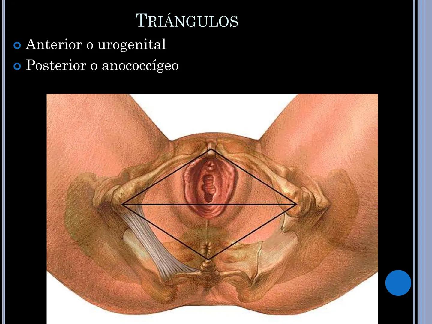 # MUSCULOS DE LA CARA MUSCULO OCCIPITO-FRONTAL
Función: movimiento del
cuero cabelludo.
Junto con el músculo
temporo-occipital se
denomina m