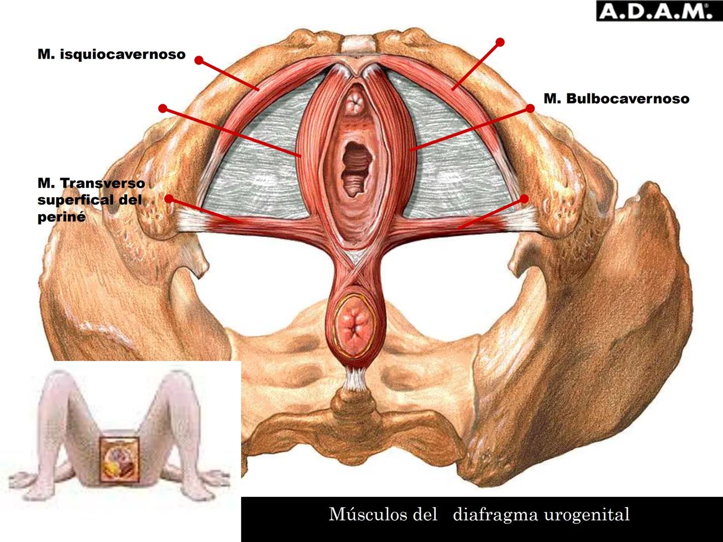 # MUSCULOS DE LA CARA MUSCULO OCCIPITO-FRONTAL
Función: movimiento del
cuero cabelludo.
Junto con el músculo
temporo-occipital se
denomina m