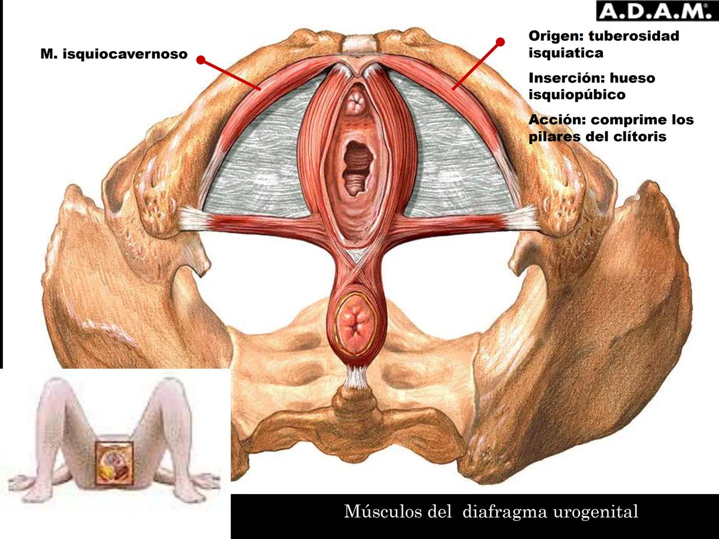 # MUSCULOS DE LA CARA MUSCULO OCCIPITO-FRONTAL
Función: movimiento del
cuero cabelludo.
Junto con el músculo
temporo-occipital se
denomina m