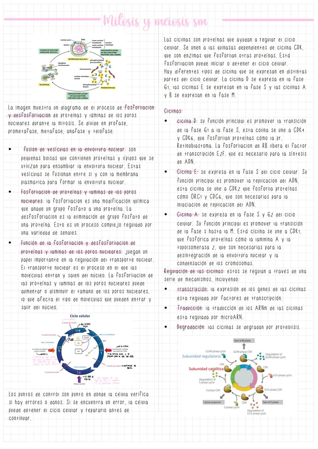 Mitosis y meiosis