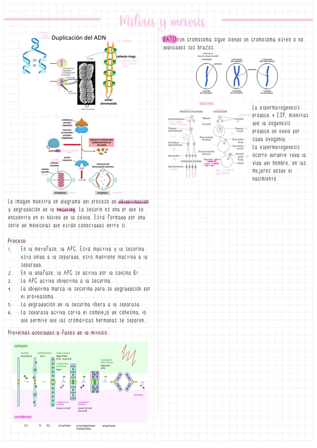 Milosis y meiosis sm
La imagen muestra un diagrama de el proceso de fosforiiacion
y desfosforiiacion de proteinas y láminas de los poros
nuc