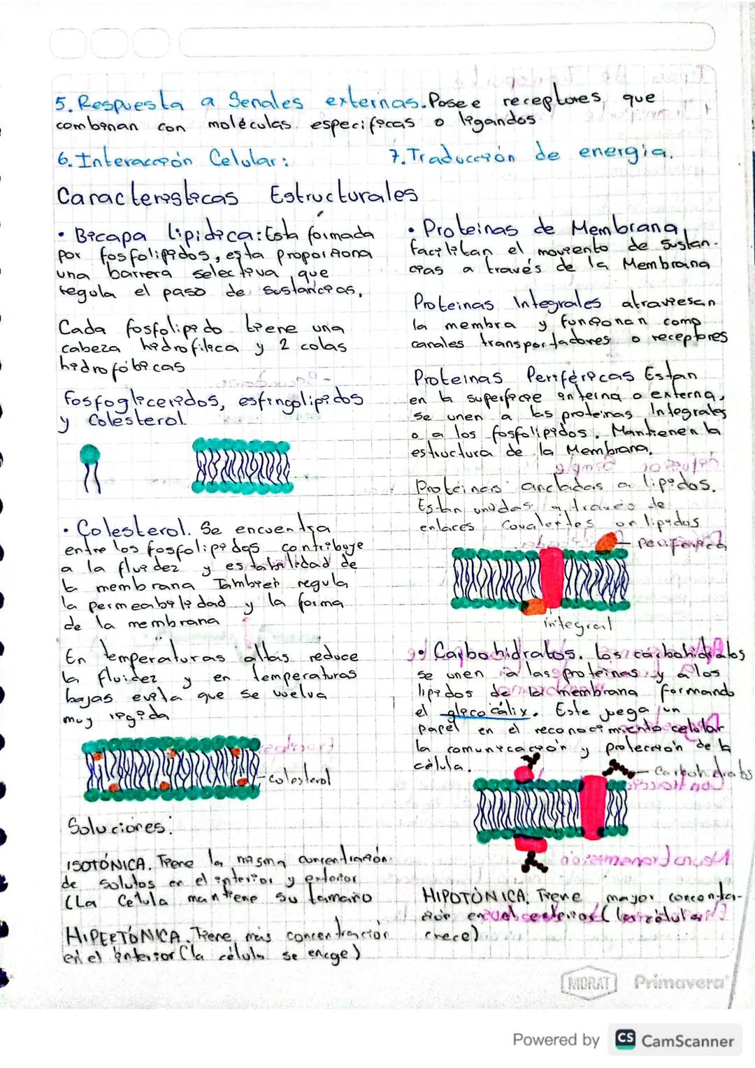 MEMBRANA CELULAR
• Permite la entrada y salida de sustancias necesarios para
el funcionamiento de la celula.
Funciones
1. División en Compar