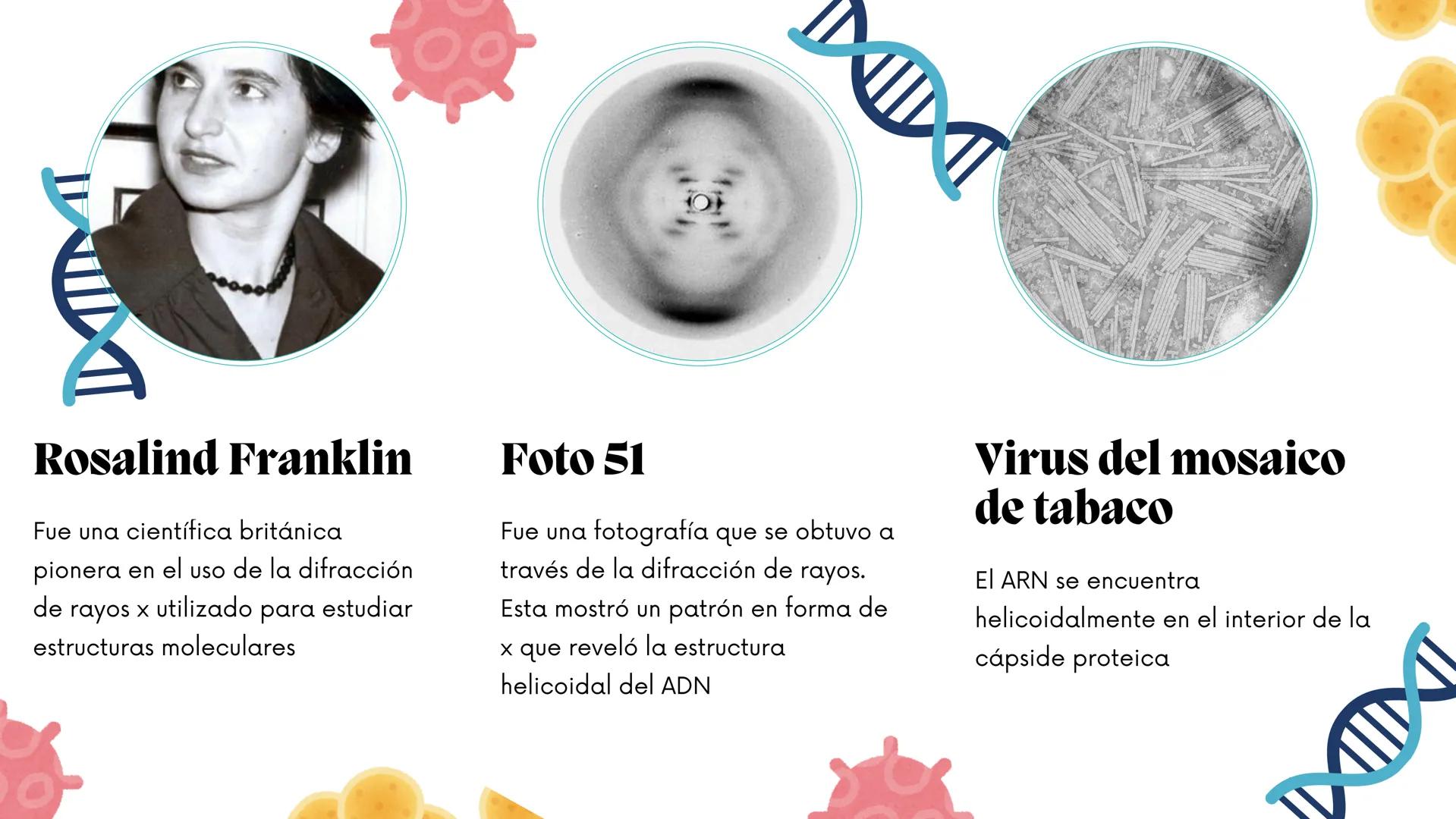 APORTES DE LOS
PIONEROS A LA
MICROBIOLOGÍA
ROSALIND FRANKLIN, JAMES
WATSON, FRANCIS CRICK Y NORMAN
PACE La microbiología en la ciencia
La mi