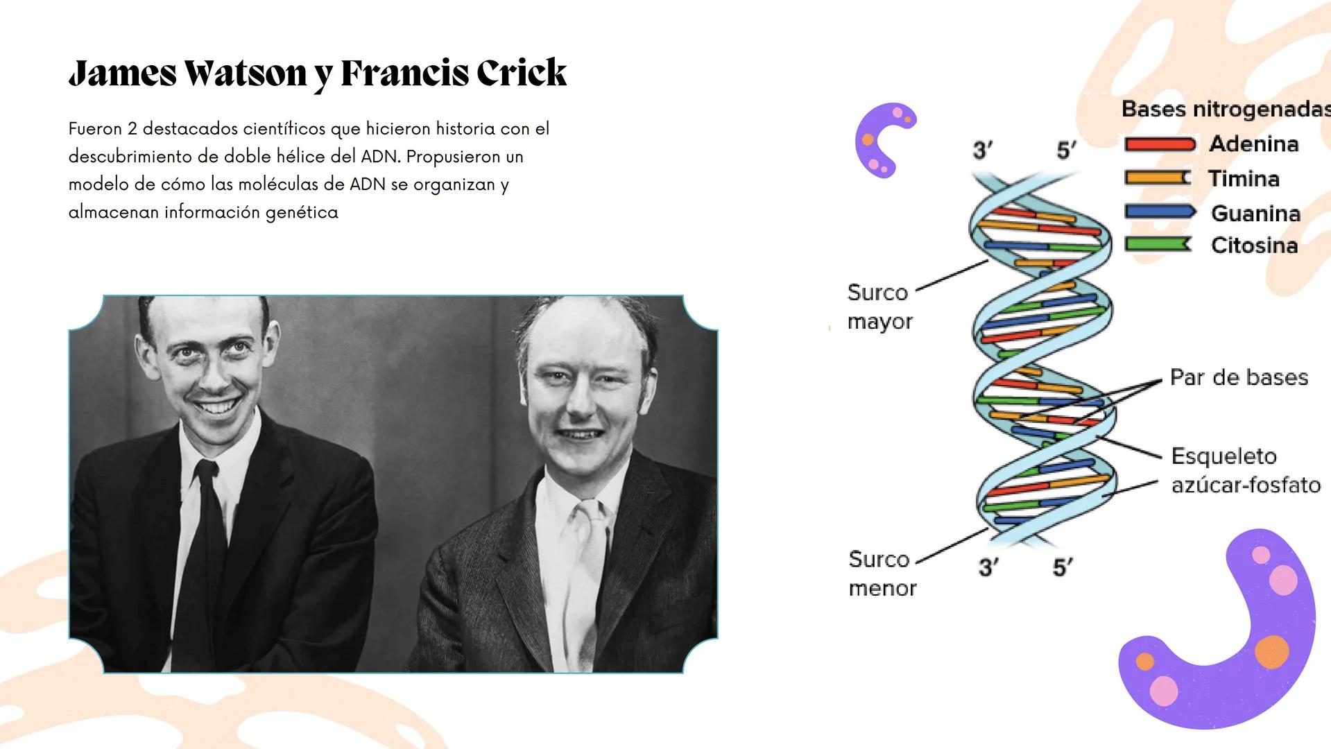 APORTES DE LOS
PIONEROS A LA
MICROBIOLOGÍA
ROSALIND FRANKLIN, JAMES
WATSON, FRANCIS CRICK Y NORMAN
PACE La microbiología en la ciencia
La mi