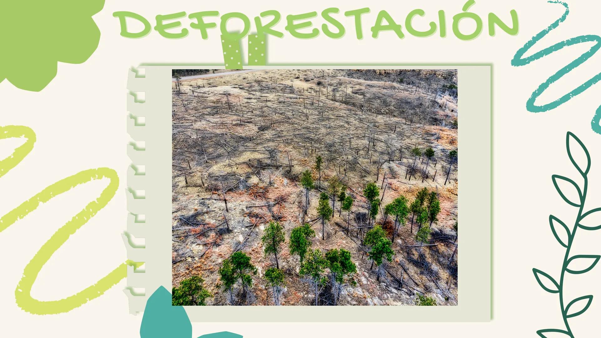 ECOLOGÍA Y MEDIO
AMBIENTE
Keisha Henao, Yuliana Martínez, Laura Jiménez,
Camila Durán, Steven Maestre ¿Qué es la
ecología?
Es la ciencia que