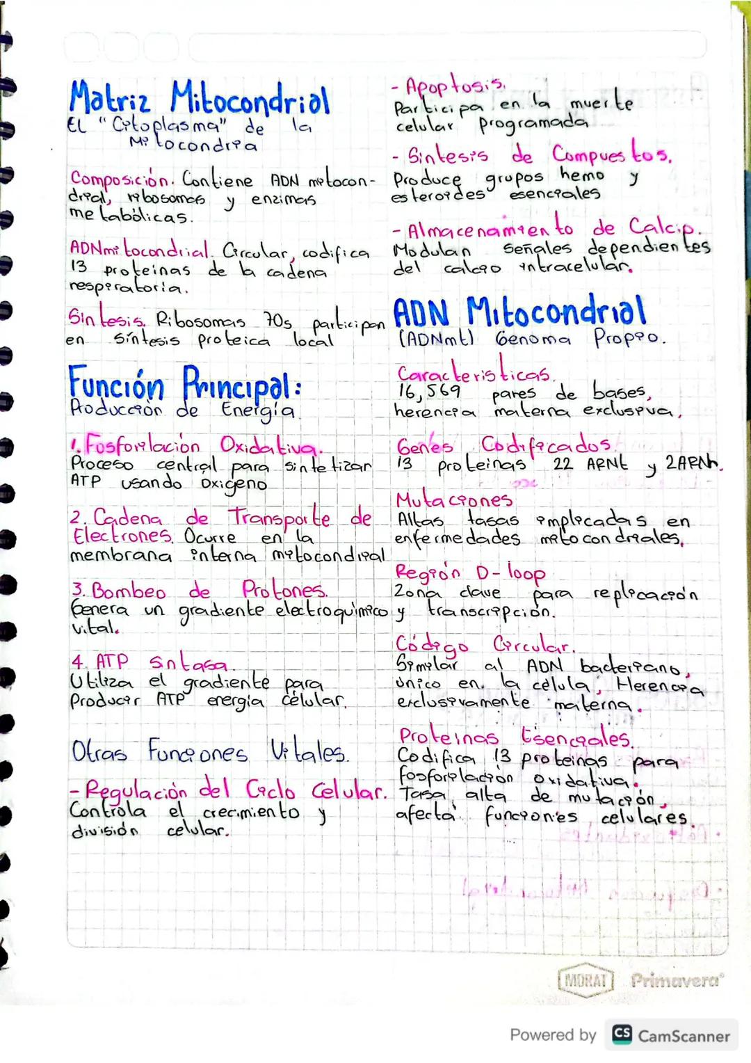 ## MITOCONDRIAS
Las mitocondrias son orgánulos esenciales en las células eucariotas.
Funcionan como centrales energéticas produciendo la m
