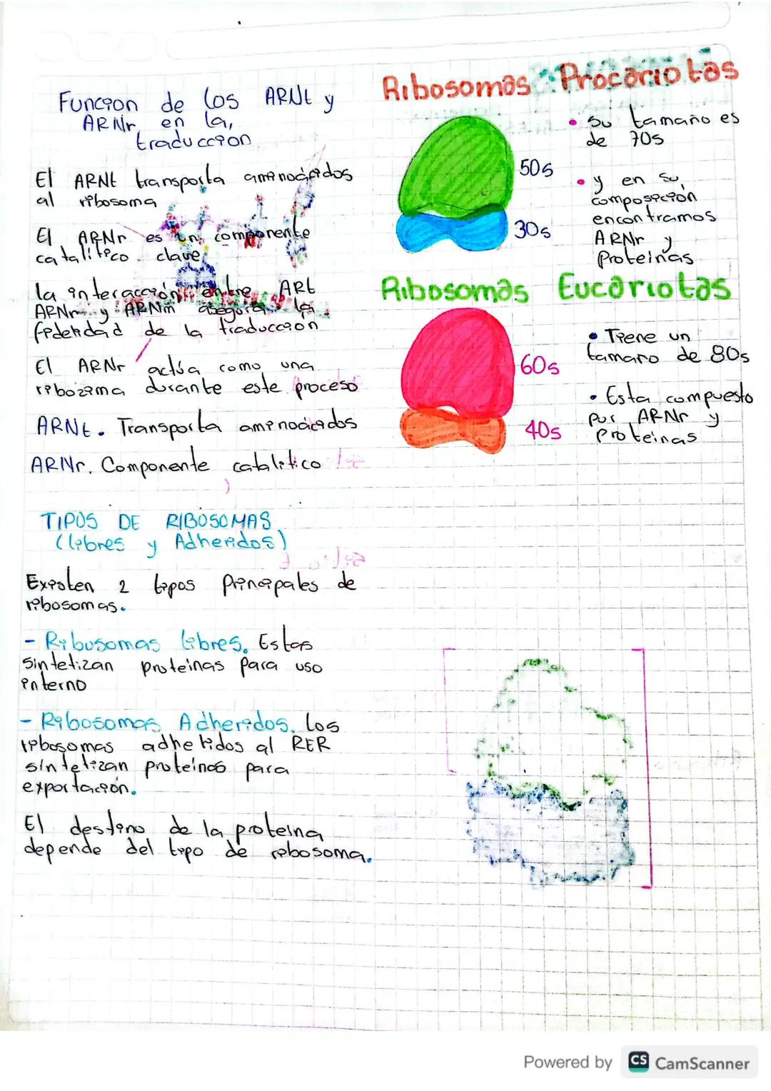 RIBOSOMAS
Las fabricas de proteinas
CELULARES
orgánulos
tos abosomas son ayanu
esenciales
Principal
es
la la vada su funciόπ
Pla sintesis de
