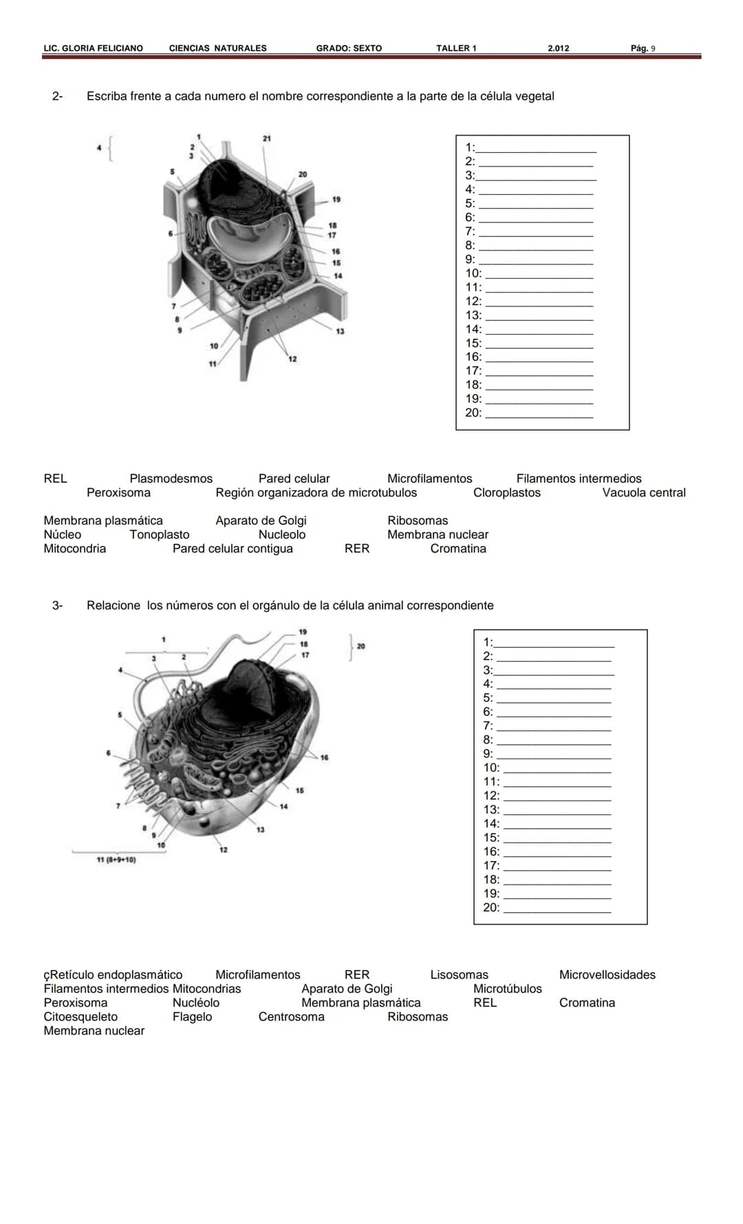 LIC. GLORIA FELICIANO CIENCIAS NATURALES
GRADO: SEXTO
TALLER 1
2.012
Pág. 8
CELULAS EUCARIOTICA Y PROCARIOTICA
Eucariotas
Nucleolo
Núcleo
Mi
