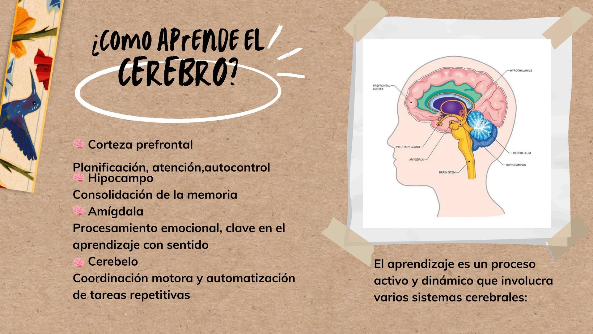 --- OCR Start ---
*ENTENDIENDO EL CEREBRO PARA TRANSFORMAR EL AVLA
BASES DE LA
NEUROEDUCACION
Por Danna Gutierrez
--- OCR End --- Canva