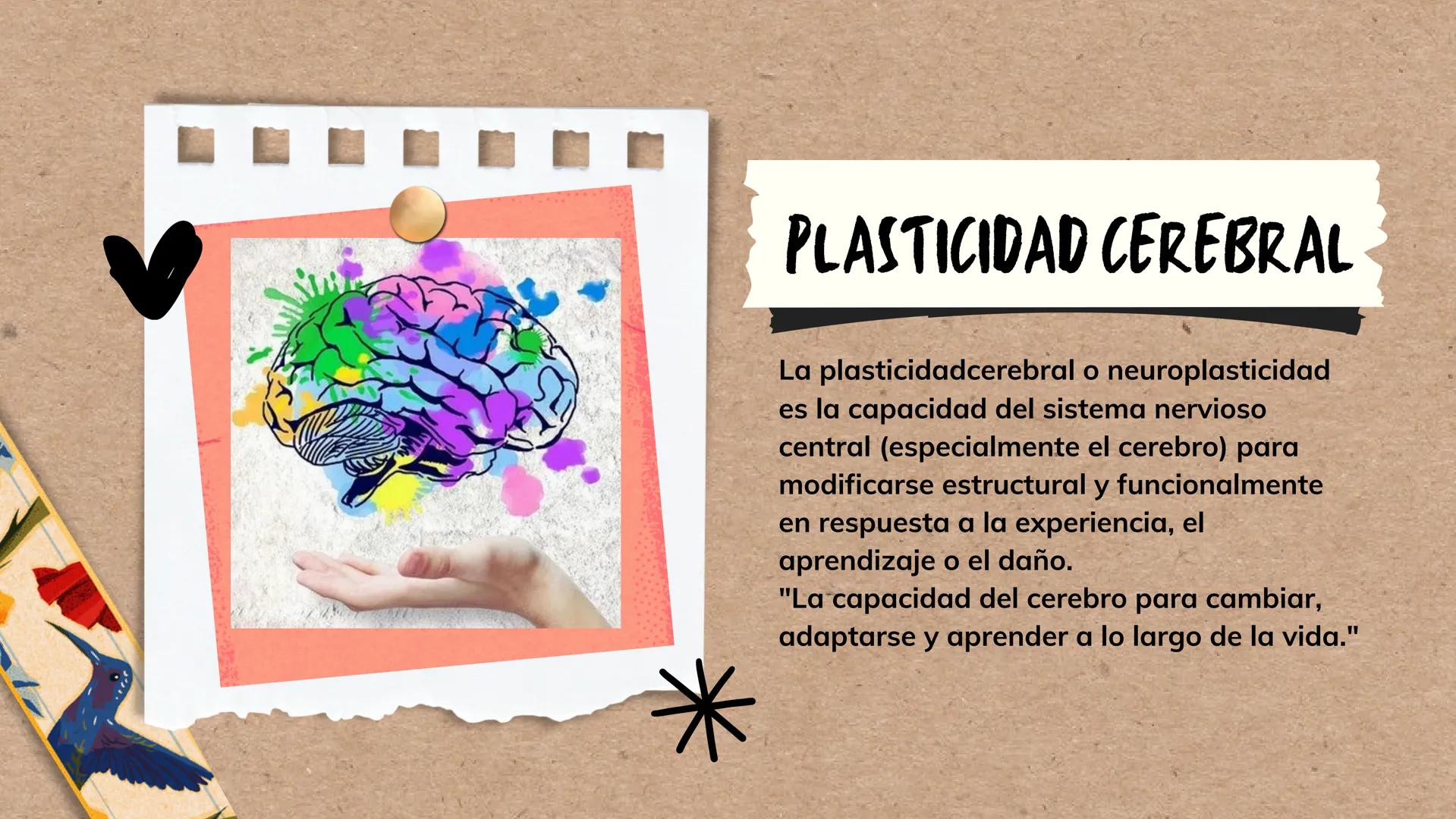 --- OCR Start ---
*ENTENDIENDO EL CEREBRO PARA TRANSFORMAR EL AVLA
BASES DE LA
NEUROEDUCACION
Por Danna Gutierrez
--- OCR End --- Canva