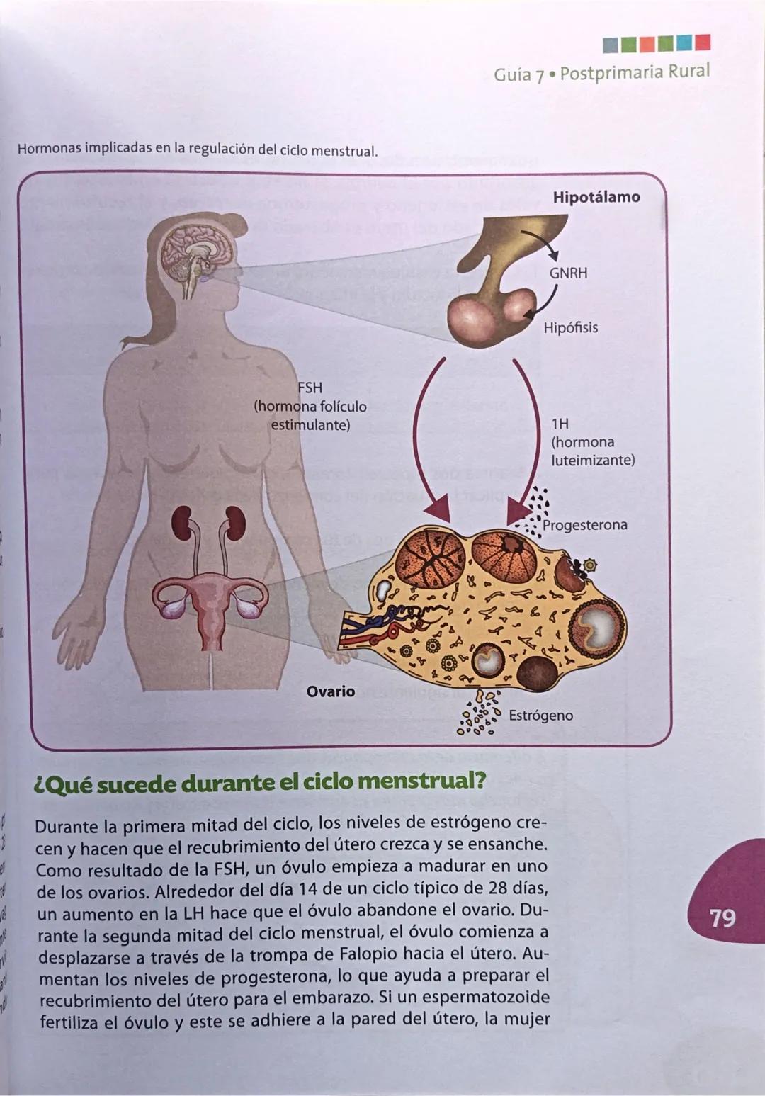 Guía 7
¿Qué sustancias regulan la reproducción?
Acciones de pensamiento:
Establezco relación entre el ciclo menstrual y la reproducción huma