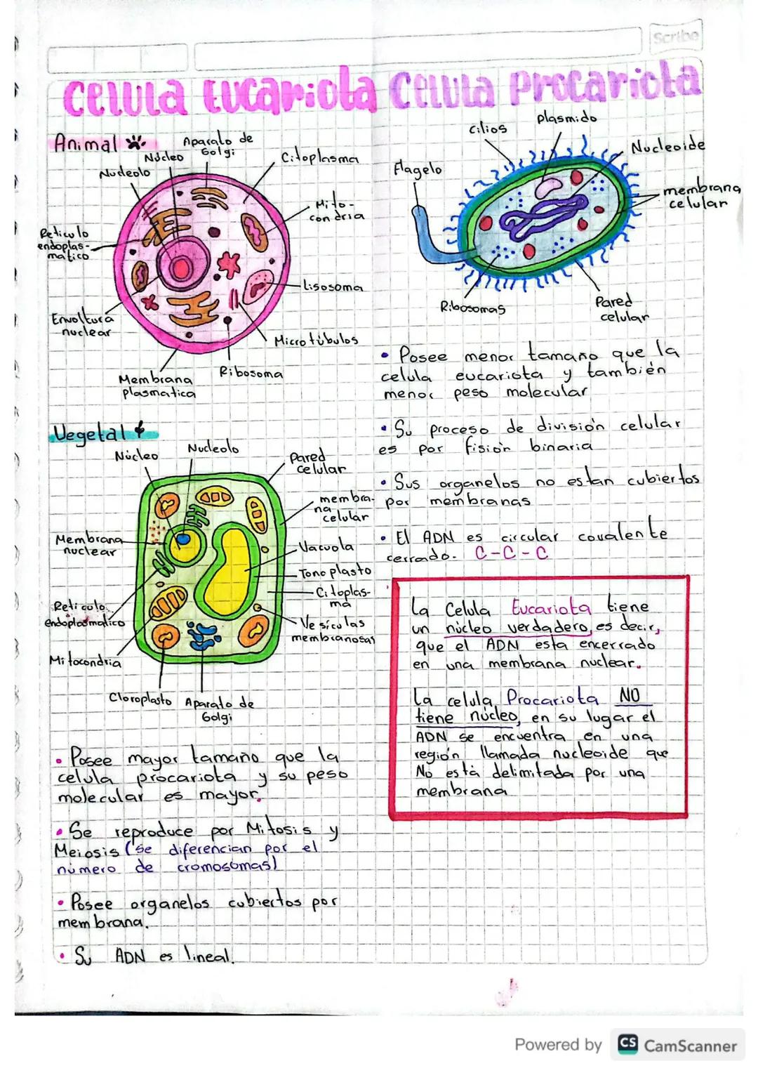 # celula eucariola Celula procariota
## Animal
- Nucleo
- Nucleolo
- Citoplasma
- Mitocondria
- Lisosoma
- Reticulo endoplasmatico
- Envolt