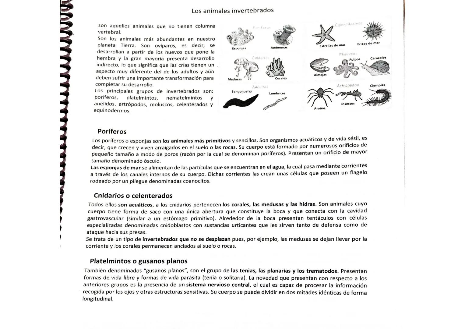 Los animales invertebrados
son aquellos animales que no tienen columna
vertebral.
Poriferas
Equinodermos
Son los animales más abundantes en