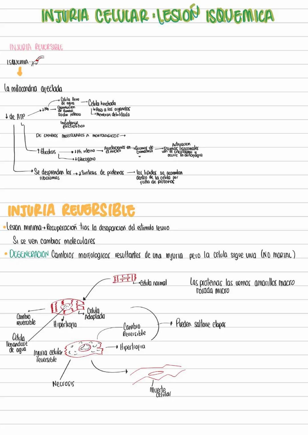 LIBROS PATOLOGIA
Los patogenos deben interactuar con los tegidos y las celulas para provocar
una enfermedad
Contenidos Basicos del curso
- D