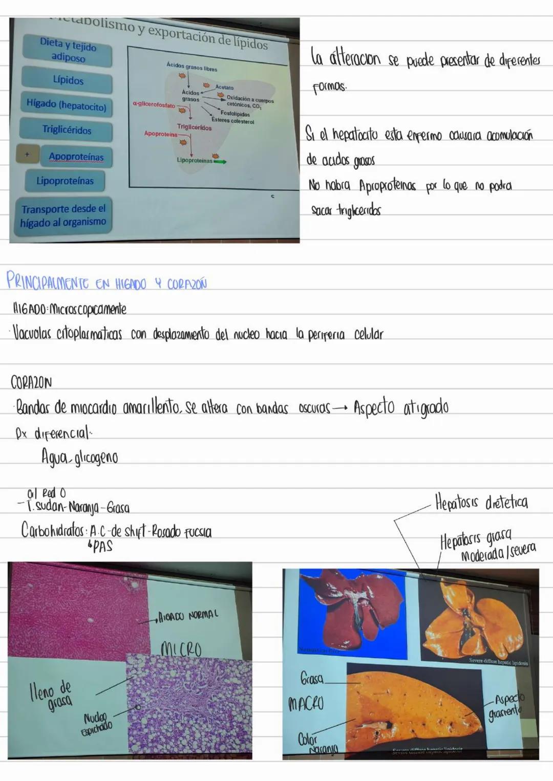 LIBROS PATOLOGIA
Los patogenos deben interactuar con los tegidos y las celulas para provocar
una enfermedad
Contenidos Basicos del curso
- D