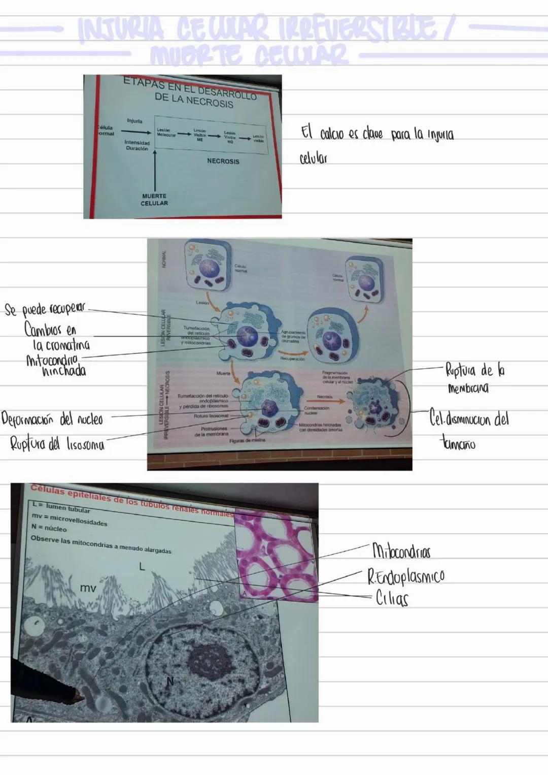 LIBROS PATOLOGIA
Los patogenos deben interactuar con los tegidos y las celulas para provocar
una enfermedad
Contenidos Basicos del curso
- D