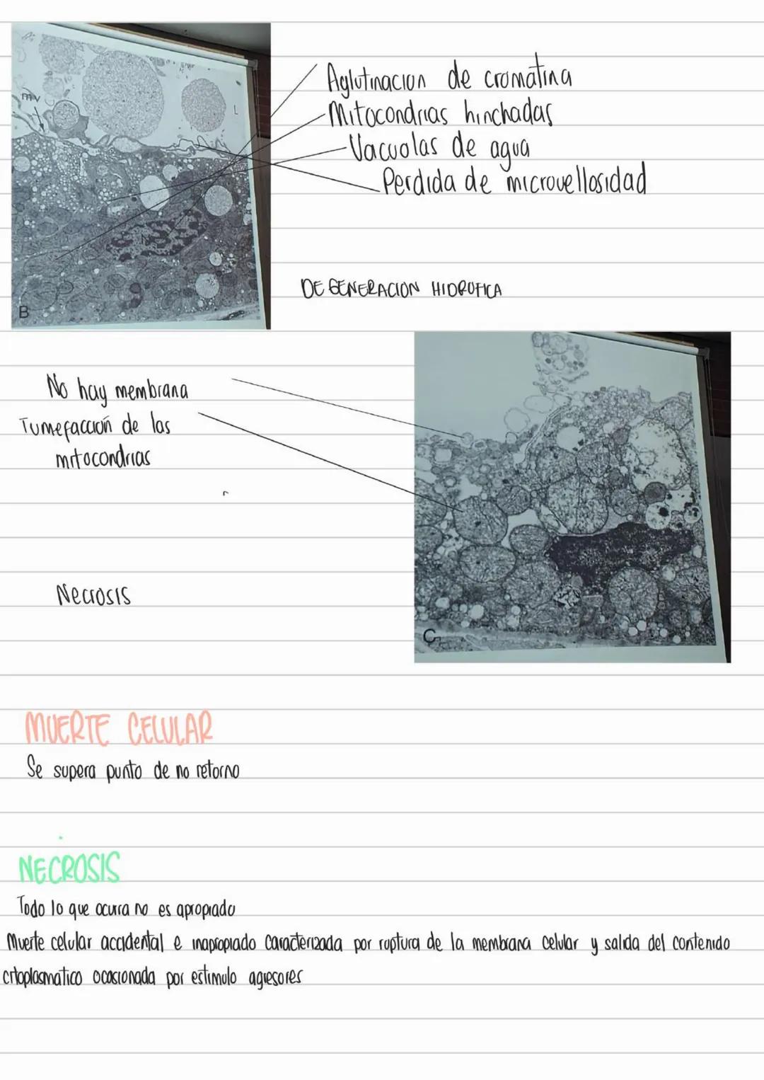 LIBROS PATOLOGIA
Los patogenos deben interactuar con los tegidos y las celulas para provocar
una enfermedad
Contenidos Basicos del curso
- D