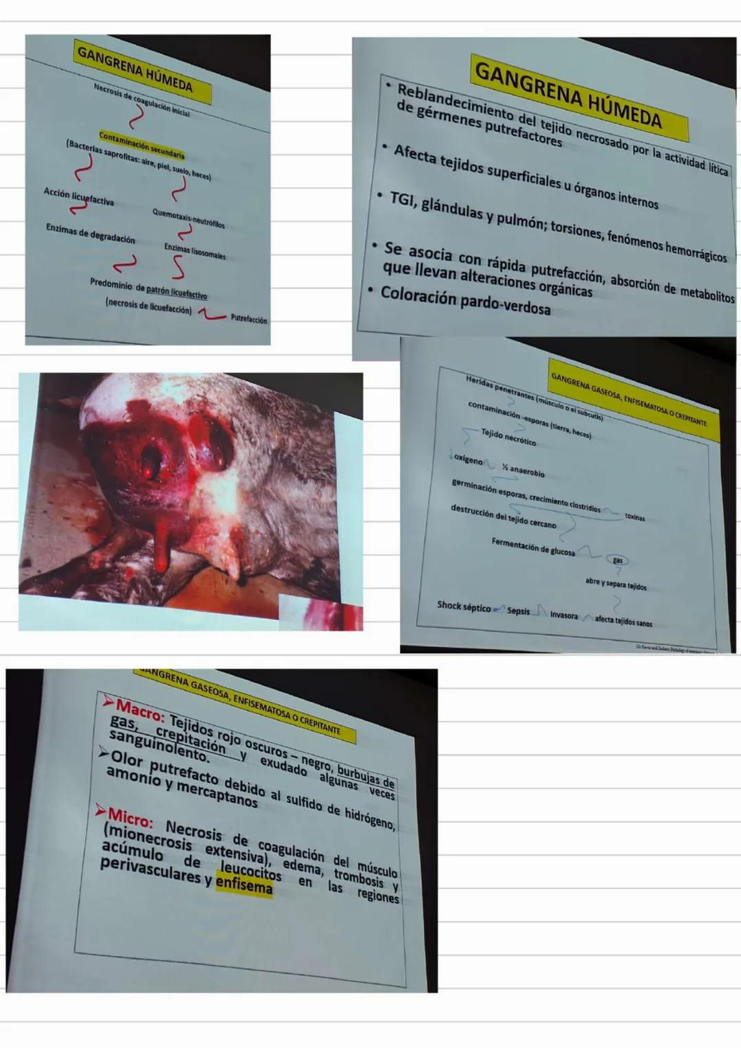 LIBROS PATOLOGIA
Los patogenos deben interactuar con los tegidos y las celulas para provocar
una enfermedad
Contenidos Basicos del curso
- D